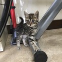 エキゾチックなお顔のトラ猫