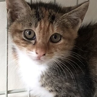 ちょっとビビりなミケの　アンちゃん