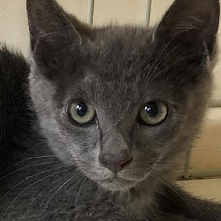 ちょっとビビリなグレーの　セサミ君