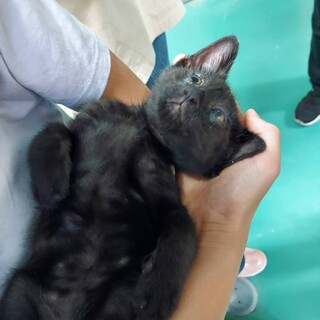 飼い主が決まりました！仮名・黒ちゃん♂