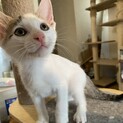 人懐こい白キジ男子！