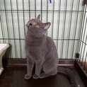 吸い込まれそうに美しい瞳のブリちゃん