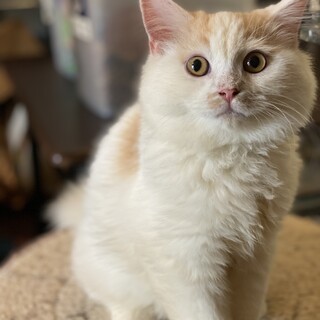 ノルとスコのMIXの可愛い男の子！