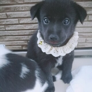 愛くるしい仕草のアンディくん