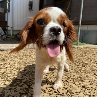 愛されハッピーガール♡Haumea