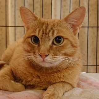 やんちゃ！ちょいビビリ　茶トラのカヌレ君
