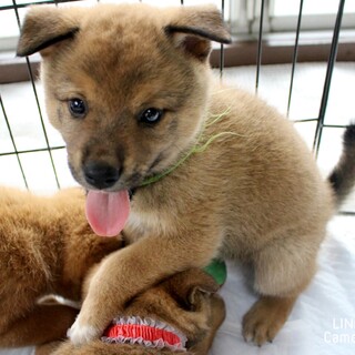 ズッコケも愛嬌の『そまる君』