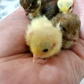 ヒメウズラの雛