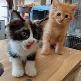 ふわふわ長毛兄妹　ひめ&チャム　生後1.5か月