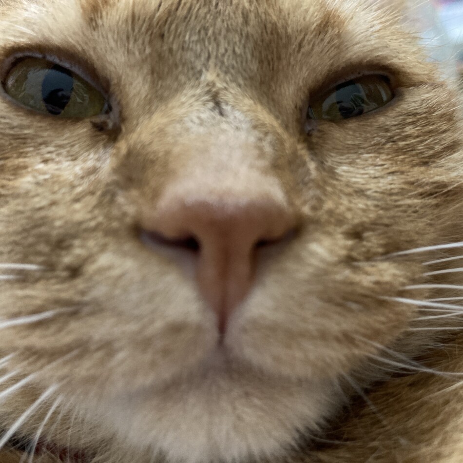 れおのカバー写真