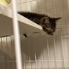 こねこちゃん