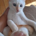 あまえんぼうな白シャムの男の子