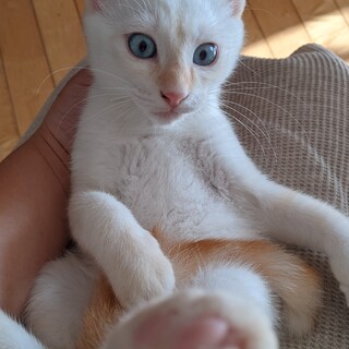 あまえんぼうな白シャムの男の子