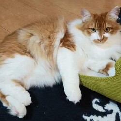 ほごねこ譲渡会 サムネイル1