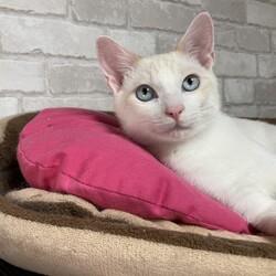 ほごねこ譲渡会 サムネイル2