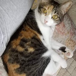 ほごねこ譲渡会 サムネイル3