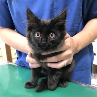 美形ママから産まれた長毛の黒猫女の子