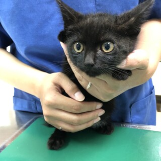 美形ママから生まれた大人しく可愛い黒猫君