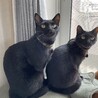 右があずき、左がごまです