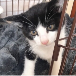 ベタベタの甘えんぼになる予感♬*.+ しゃもじ君