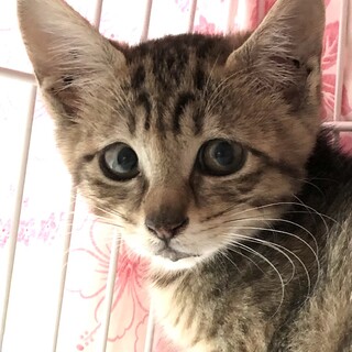 ちょっとビビリなキジトラ美少女　ジャムちゃん