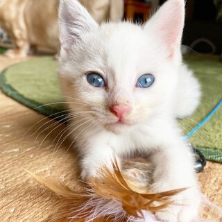 応募多数のため一旦終了。妖精みたいな姉妹！