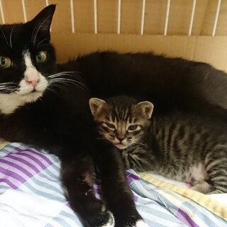 メス猫ちゃん親子
