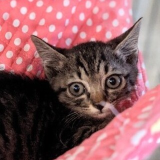 ちょっと恥ずかしがり＊抱っこ大好き　あんずちゃん