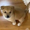 優しいお顔が可愛らしい『ライチ君』