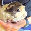 モルモットの穂(ほの)さん