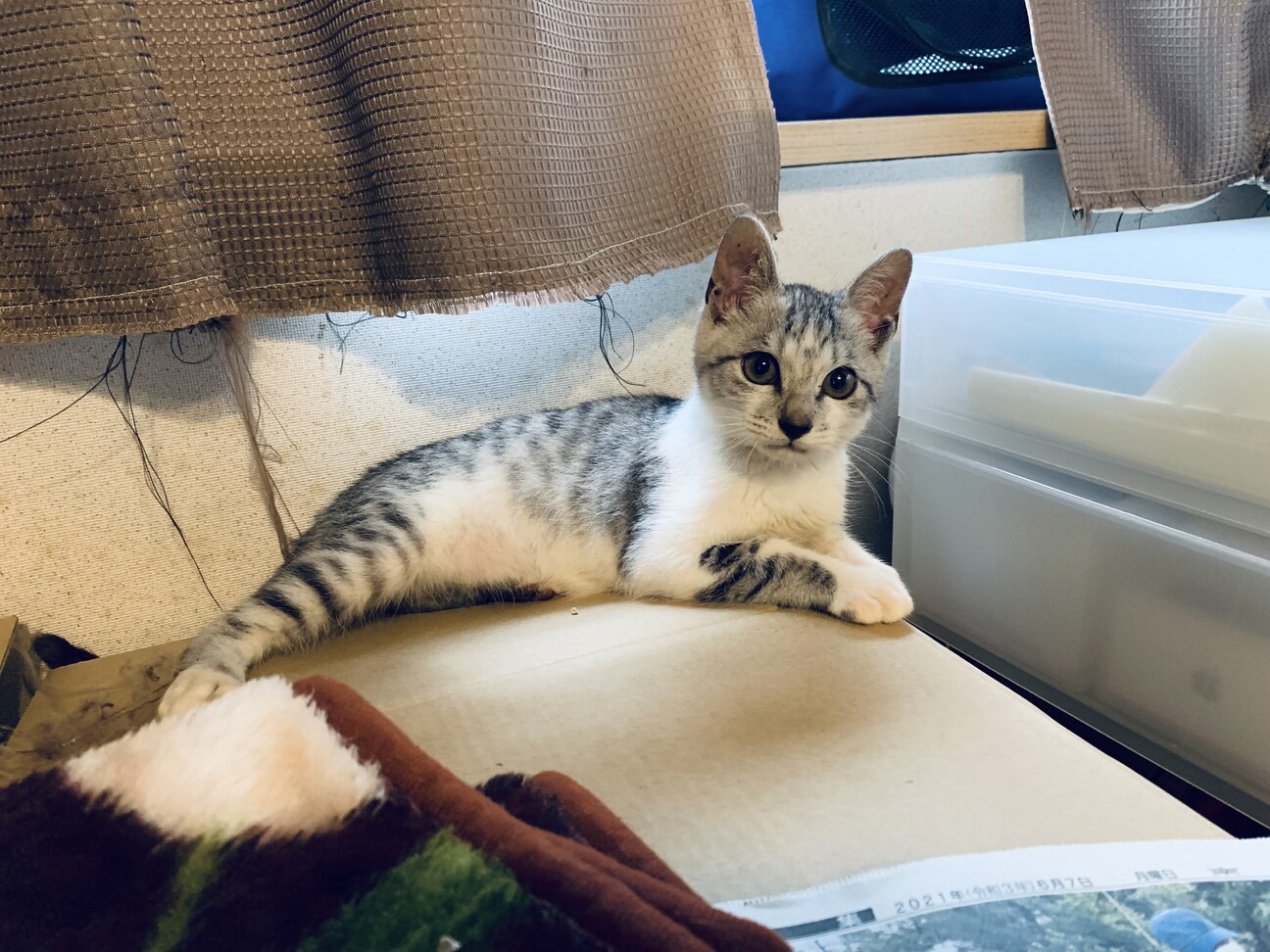 ケロくん　オス　3ヶ月　甘えん坊 サムネイル2