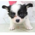 チワワ×パピヨン　子犬　二ヵ月　白×黒