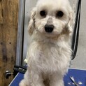 ココミ☆小さめトイプー♀