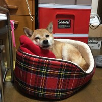 もも