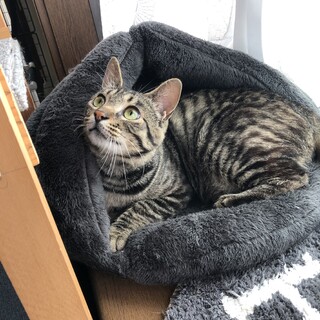 保護猫くーちゃん！