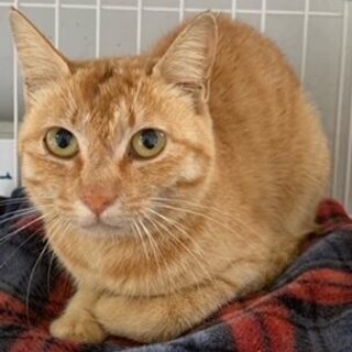 譲渡されました。