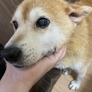 少し小さめの柴犬女の子