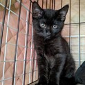 元気いっぱいわんぱくな子猫　やまとくん