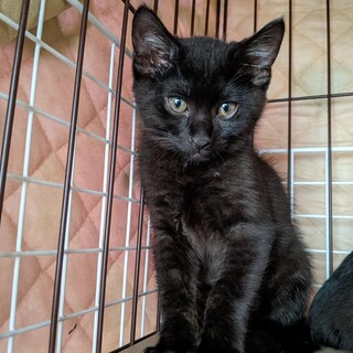 元気いっぱいわんぱくな子猫　やまとくん