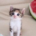 愛らしさ抜群の縞三毛の花ちゃん
