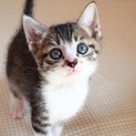 お鼻にハートの谷ちゃん