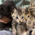 室内で誕生し遺棄されてた生後1ヶ月未満の5兄妹♡