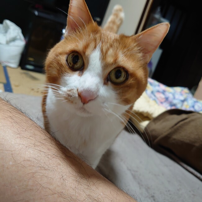 オガワタカユキのカバー写真