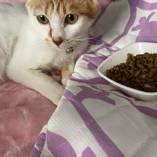 優しい茶白ちゃん
