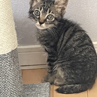 怪我をしていた可哀想な子猫