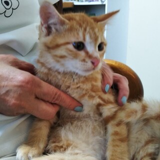 美男子！茶トラのチャト君