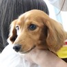ボール遊びが大好き。尻尾フリフリあすかちゃん♪ サムネイル3