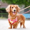 ボール遊びが大好き。尻尾フリフリあすかちゃん♪ サムネイル5