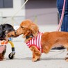 ボール遊びが大好き。尻尾フリフリあすかちゃん♪ サムネイル7