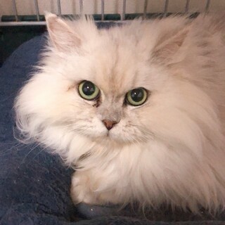 グリーンの瞳がとっても綺麗な、フウちゃん